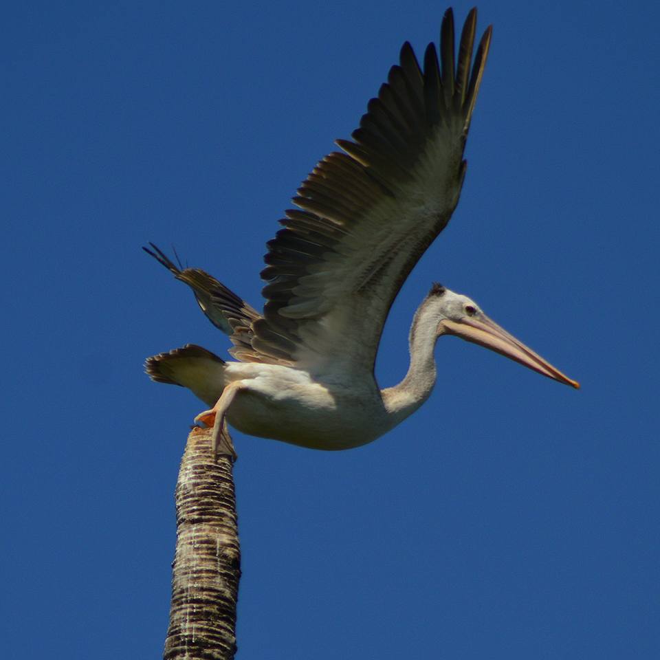 pelican