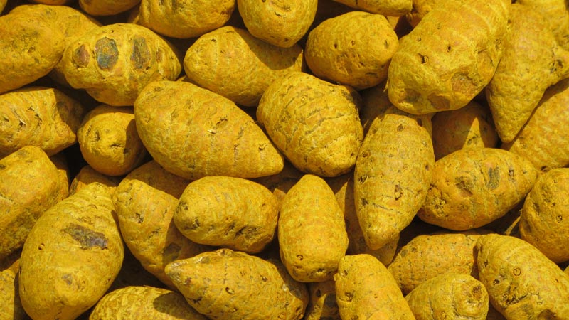 salem-turmeric-bulbs-1320706