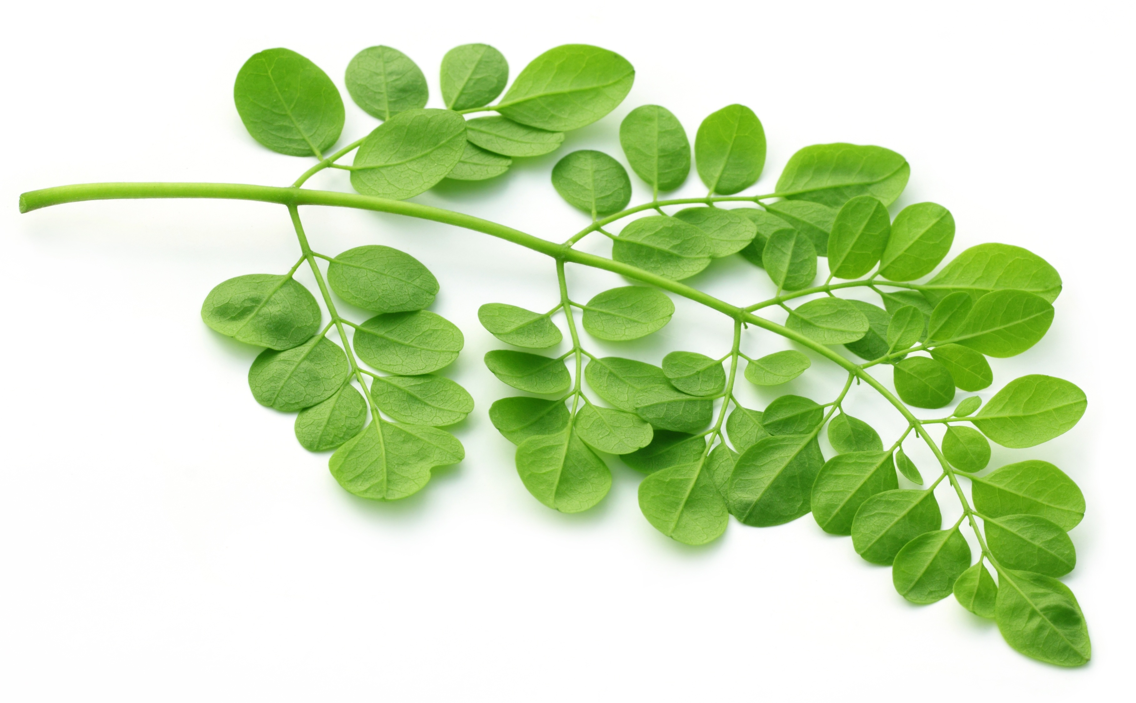 Organicals Moringa Silk Крем Для Волос Купить